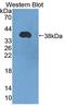 Heat Shock Transcription Factor 4 antibody, LS-C374034, Lifespan Biosciences, Western Blot image 