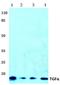 Transforming Growth Factor Alpha antibody, AP06348PU-N, Origene, Western Blot image 