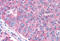 Glutamate Metabotropic Receptor 2 antibody, MBS240945, MyBioSource, Immunohistochemistry frozen image 