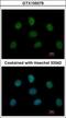 Mitotic Arrest Deficient 1 Like 1 antibody, GTX105079, GeneTex, Immunocytochemistry image 