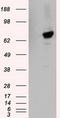 Tubulin Tyrosine Ligase Like 12 antibody, TA500780, Origene, Western Blot image 