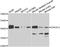 ERGIC And Golgi 2 antibody, A7369, ABclonal Technology, Western Blot image 