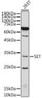 SET Nuclear Proto-Oncogene antibody, GTX55793, GeneTex, Western Blot image 