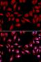 Proteasome Subunit Alpha 2 antibody, orb167167, Biorbyt, Immunocytochemistry image 