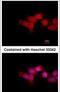 OTU Domain Containing 6B antibody, PA5-31961, Invitrogen Antibodies, Immunofluorescence image 