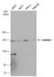 SH3 And Multiple Ankyrin Repeat Domains 1 antibody, GTX107701, GeneTex, Western Blot image 