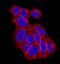 EPH Receptor A2 antibody, MAB3035, R&D Systems, Immunohistochemistry frozen image 