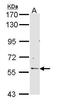 RCC1 And BTB Domain Containing Protein 2 antibody, TA308008, Origene, Western Blot image 