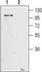 Glutamate Metabotropic Receptor 2 antibody, PA5-77419, Invitrogen Antibodies, Western Blot image 