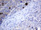 MAGE Family Member A3 antibody, LS-C789018, Lifespan Biosciences, Immunohistochemistry frozen image 
