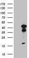 TERF1 Interacting Nuclear Factor 2 antibody, TA809776S, Origene, Western Blot image 