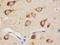 Glial Cell Derived Neurotrophic Factor antibody, orb27678, Biorbyt, Immunohistochemistry paraffin image 