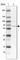 Zinc Finger BED-Type Containing 5 antibody, HPA050994, Atlas Antibodies, Western Blot image 