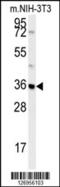 Mitochondrial Carrier 2 antibody, 61-952, ProSci, Western Blot image 