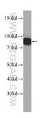 Transitional endoplasmic reticulum ATPase antibody, 60316-1-Ig, Proteintech Group, Western Blot image 