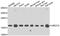 Ubiquitin Conjugating Enzyme E2 V2 antibody, abx007169, Abbexa, Western Blot image 