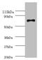 Escherichia coli ATP-dependent DNA helicase RecQ  antibody, orb240564, Biorbyt, Western Blot image 