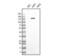 Elastin Microfibril Interfacer 1 antibody, NBP2-36338, Novus Biologicals, Western Blot image 