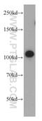 Striatin antibody, 21624-1-AP, Proteintech Group, Western Blot image 