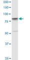 YY1 Associated Protein 1 antibody, H00055249-M02, Novus Biologicals, Western Blot image 