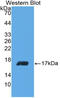 TRF antibody, LS-C314365, Lifespan Biosciences, Western Blot image 