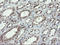 Prolyl 3-Hydroxylase 1 antibody, LS-C337810, Lifespan Biosciences, Immunohistochemistry paraffin image 