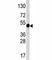 Transcription Factor AP-2 Alpha antibody, F47550-0.4ML, NSJ Bioreagents, Western Blot image 