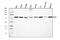 DEAD-Box Helicase 3 X-Linked antibody, A00751-6, Boster Biological Technology, Western Blot image 
