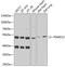 Proteasome 26S Subunit, Non-ATPase 12 antibody, GTX33437, GeneTex, Western Blot image 