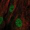 C8orf79 antibody, NBP1-87541, Novus Biologicals, Immunofluorescence image 