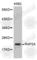 RAP2A, Member Of RAS Oncogene Family antibody, A2616, ABclonal Technology, Western Blot image 