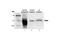 Parkin RBR E3 Ubiquitin Protein Ligase antibody, 2132S, Cell Signaling Technology, Western Blot image 