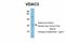 Voltage Dependent Anion Channel 3 antibody, NBP1-80070, Novus Biologicals, Western Blot image 