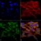 Transmembrane protein 49 antibody, LS-C773830, Lifespan Biosciences, Immunocytochemistry image 