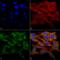 Vacuole Membrane Protein 1 antibody, LS-C773830, Lifespan Biosciences, Immunocytochemistry image 