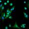 Heat Shock Protein Family H (Hsp110) Member 1 antibody, PA1608, Boster Biological Technology, Immunofluorescence image 