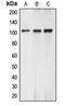 BCL2 Associated Transcription Factor 1 antibody, LS-C353201, Lifespan Biosciences, Western Blot image 