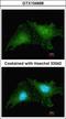 Ring Finger Protein 25 antibody, GTX104668, GeneTex, Immunocytochemistry image 