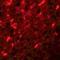 Transmembrane Protein 184C antibody, orb75397, Biorbyt, Immunofluorescence image 