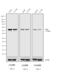 Mouse IgG2a antibody, 61-0220, Invitrogen Antibodies, Western Blot image 