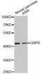 Gastrin Releasing Peptide Receptor antibody, MBS127757, MyBioSource, Western Blot image 