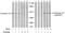 Gap Junction Protein Alpha 1 antibody, GTX79102, GeneTex, Western Blot image 