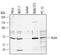Actin Alpha 1, Skeletal Muscle antibody, AF4000, R&D Systems, Western Blot image 