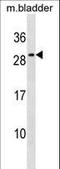 Interleukin 27 antibody, LS-C158219, Lifespan Biosciences, Western Blot image 