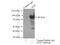 Afamin antibody, 25280-1-AP, Proteintech Group, Immunoprecipitation image 