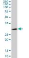 LysM Domain Containing 2 antibody, H00256586-B01P, Novus Biologicals, Western Blot image 