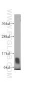 ERH MRNA Splicing And Mitosis Factor antibody, 15974-1-AP, Proteintech Group, Western Blot image 