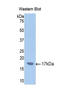 Cytochrome P450 Family 2 Subfamily E Member 1 antibody, LS-C297478, Lifespan Biosciences, Western Blot image 