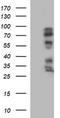 Interleukin-1 alpha antibody, CF506852, Origene, Western Blot image 