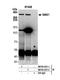 SMG1 antibody, NB100-2321, Novus Biologicals, Western Blot image 